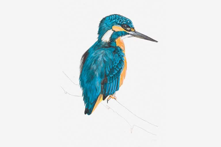 ilustracion martin pescador lona birding aragon