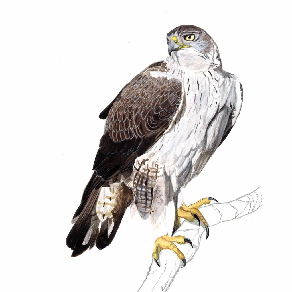 Aguila Perdicera Guia Ilustrada de Aves del Alto Aragon