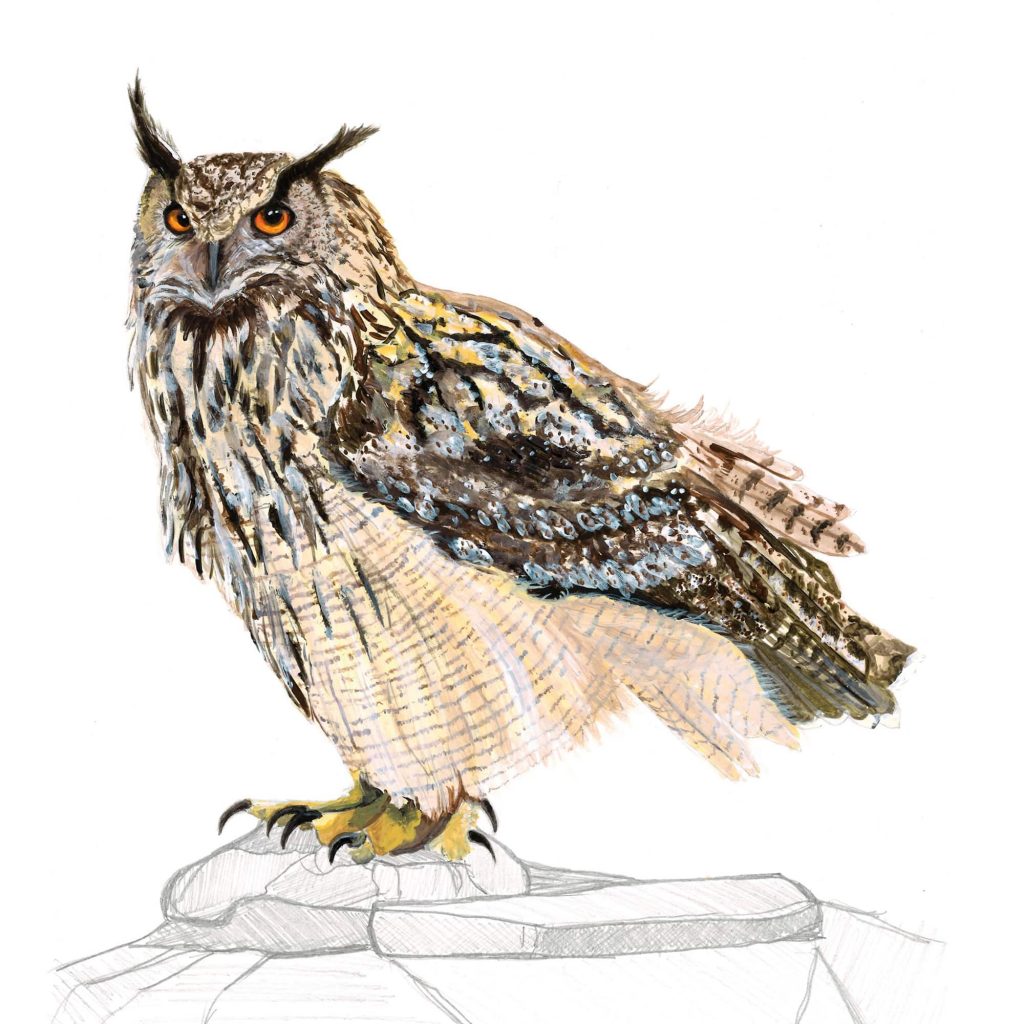 buho real Guia Ilustrada de Aves del Alto Aragon